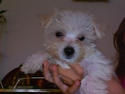 honden foto van Rachel