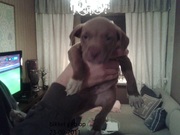 honden foto van cris