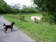 honden foto van Yvonne  en Diesel