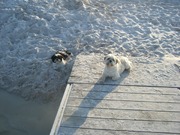 honden foto van Bruce