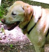 honden foto honden foto van Goud geprobeerd