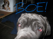 honden foto van Matheas