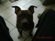 honden foto van Robert