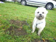 honden foto van Marjolein