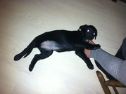 honden foto van astrid