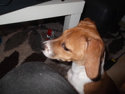 honden foto van kevin