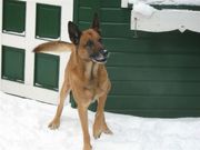 honden foto van sandra