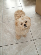 honden foto van corine douma