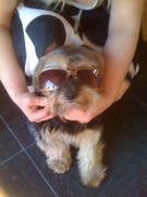 honden foto van kimmy