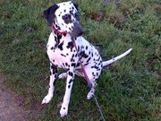 honden foto van Kelly