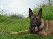 honden foto van Stephanie
