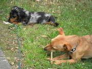 honden foto van angelique