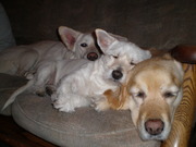 honden foto van Evgenio