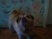 honden foto van sharon