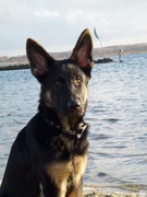 honden foto van Ryanne