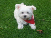 honden foto honden foto van MaltezerLuna