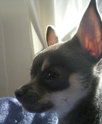 honden foto van Macster