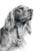 honden foto van Cornelis Pantalon