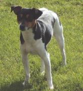 honden foto van Jill