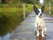 honden foto van chantal