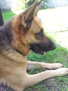 honden foto van angarrath