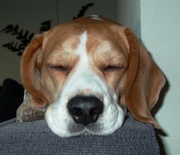 honden foto van ilana