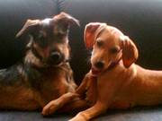 honden foto van andrea