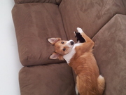 honden foto van Leonie