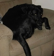 honden foto van smokey