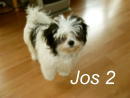 honden foto van Tom