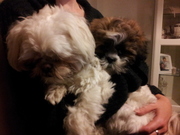 honden foto van Sophie en Boeddha