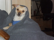 honden foto van Binkie