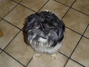 honden foto van Georgie en co