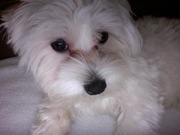 honden foto van Larissa