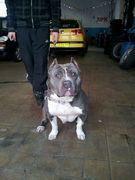 honden foto van cango2009