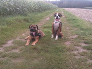 honden foto honden foto van frenk