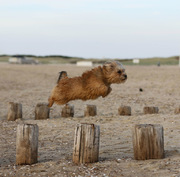 honden foto van Jasmijn