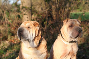 honden foto van Angelica