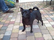 honden foto van irma