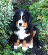 honden foto honden foto van Gea & Pleun