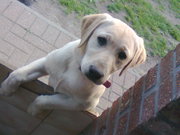 honden foto van EliNe_