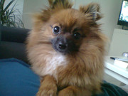 honden foto van Manon