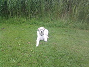 honden foto honden foto van Noppertjes