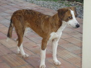 honden foto honden foto van Ria