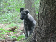 honden foto van yolanda