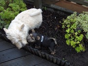 honden foto van DE RUYSSER VIKI