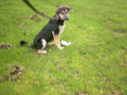 honden foto van anneke vd berg jeths