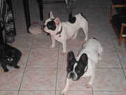 honden foto van boussauw fanny