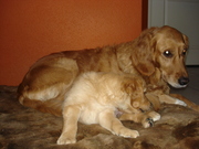 honden foto van carla