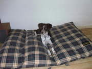 honden foto van Jolande van der Klis